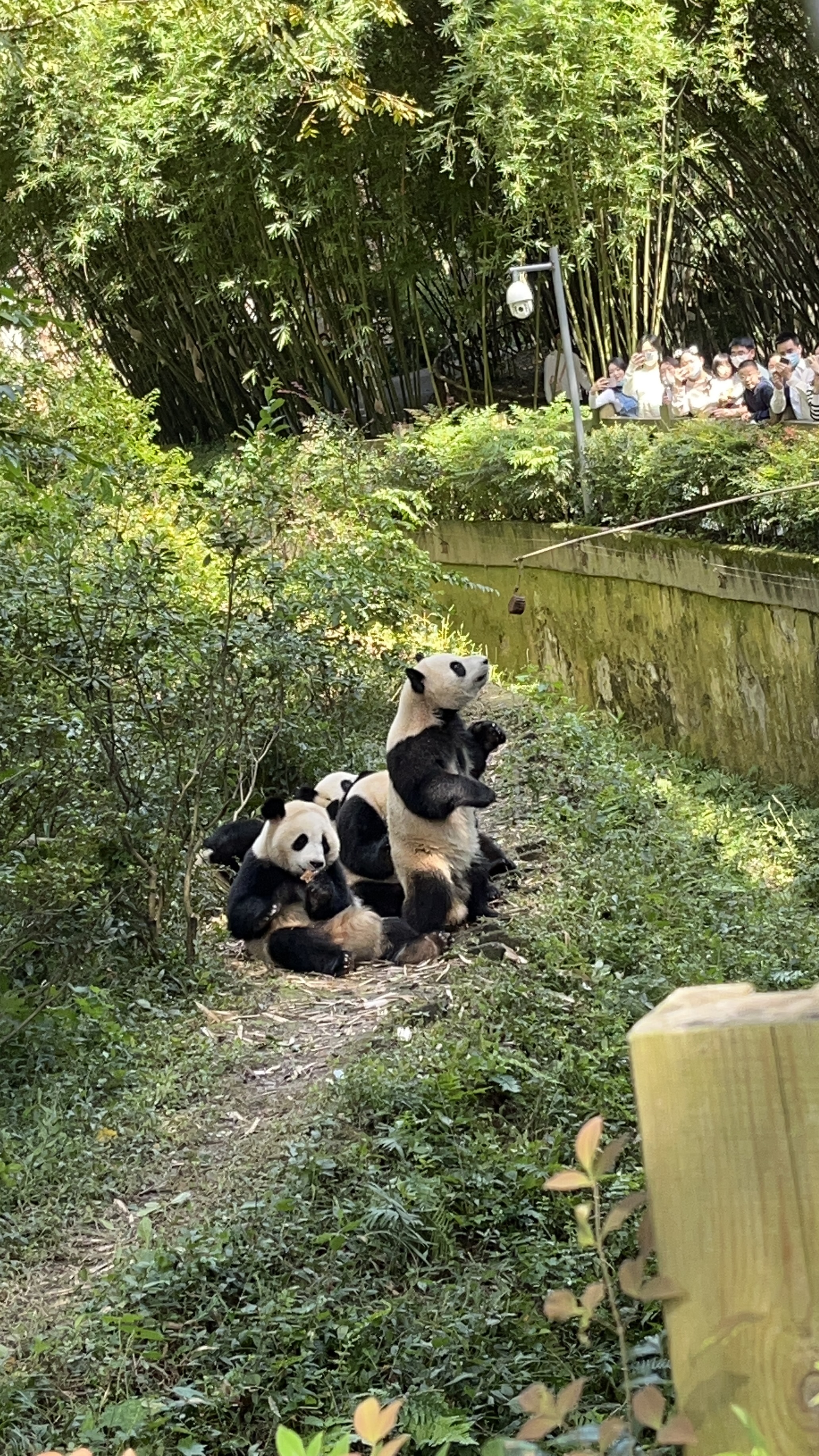 Giant pandas in Chengdu